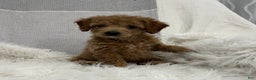 Mini Goldendoodle dogs for sale: Darcy  - Ad 3