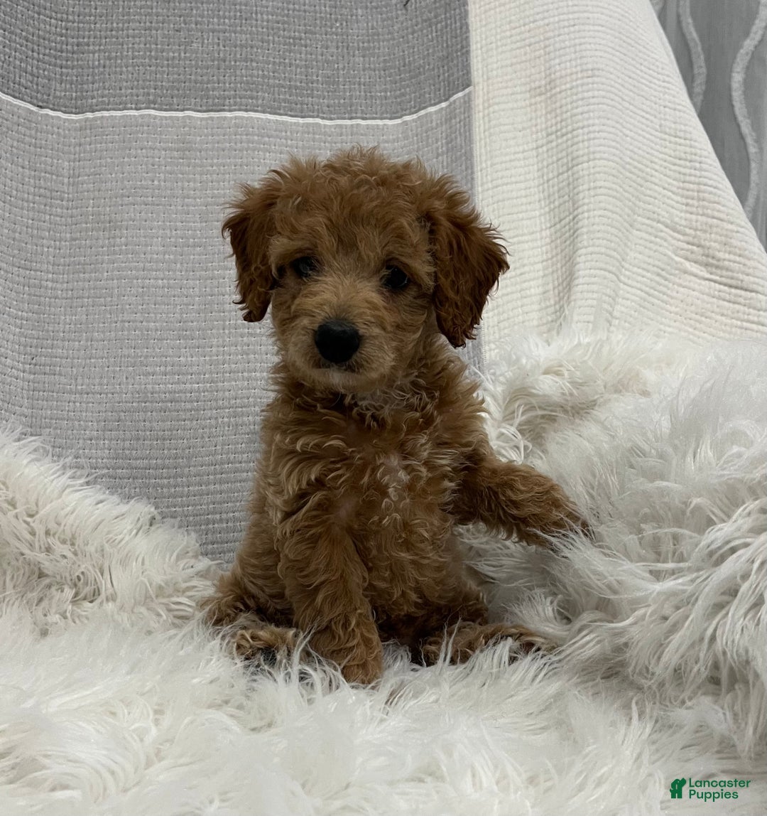 Mini Goldendoodle dogs for sale: Darcy  - Ad 3
