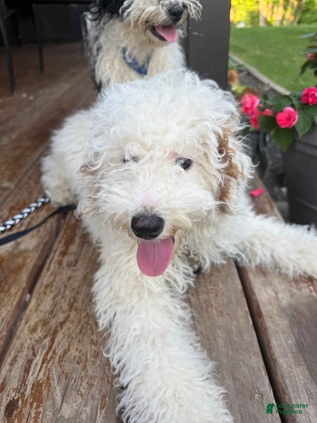 Miniature Poodle dogs for sale: Nova  - Ad 1