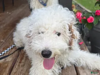 Miniature Poodle dogs Nova - Ad 13