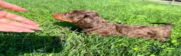Miniature Dachshund dogs for sale: Dunkin - Ad 7