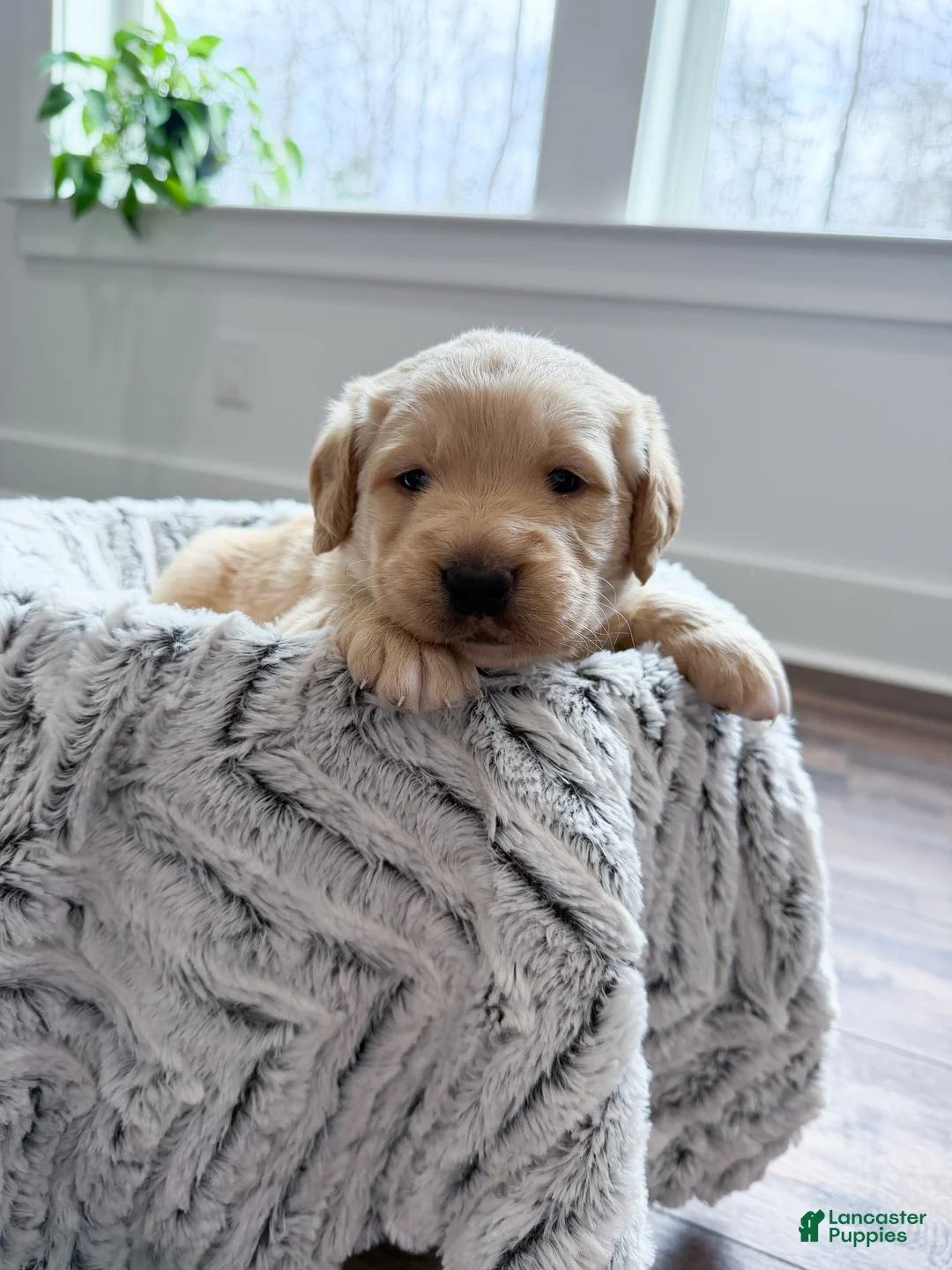 Labradoodle dogs for sale: Navy  - Ad 1