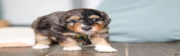 Mini Bernedoodle dogs for sale: Duke - Ad 3