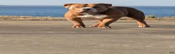 American Bully dogs for stud: Scoot ABKC  - Ad 13