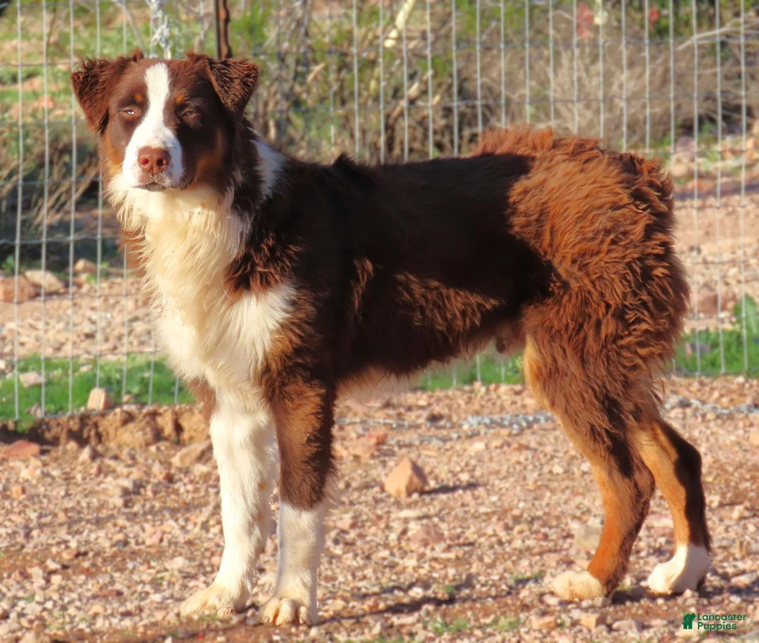 Australian Shepherd dogs for sale: Black tri male - Ad 4