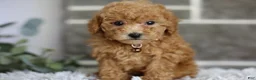 Toy Poodle dogs for sale: Reese  - Ad 13
