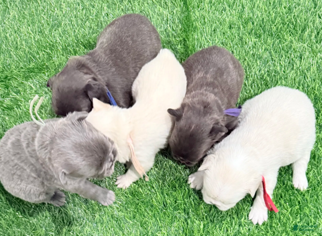 French Bulldog dogs for sale: Feliz - Ad 27