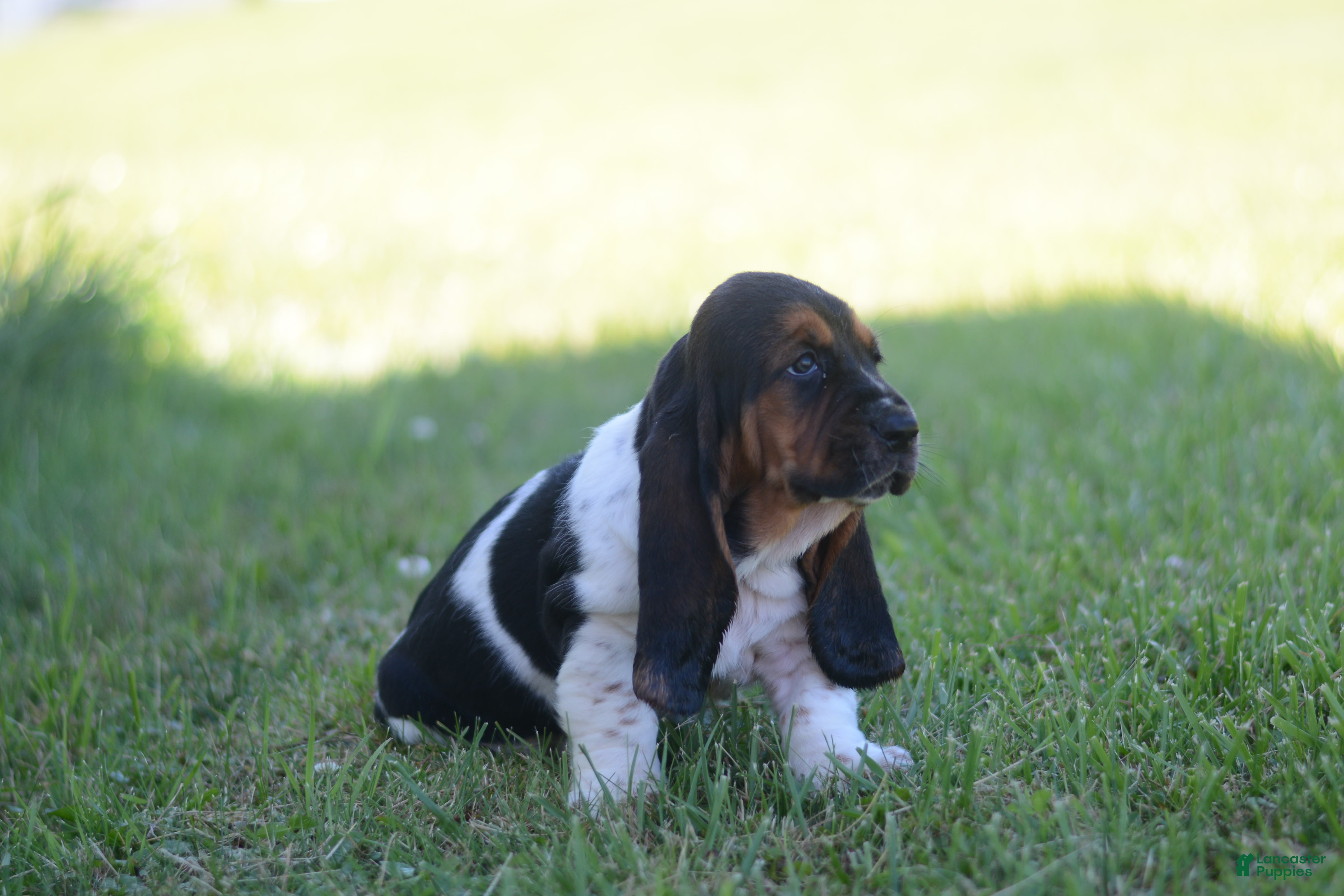 Basset Hound dogs Beatrice - Ad 2