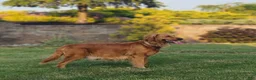 Golden Retriever dogs for sale: Chief - Ad 8