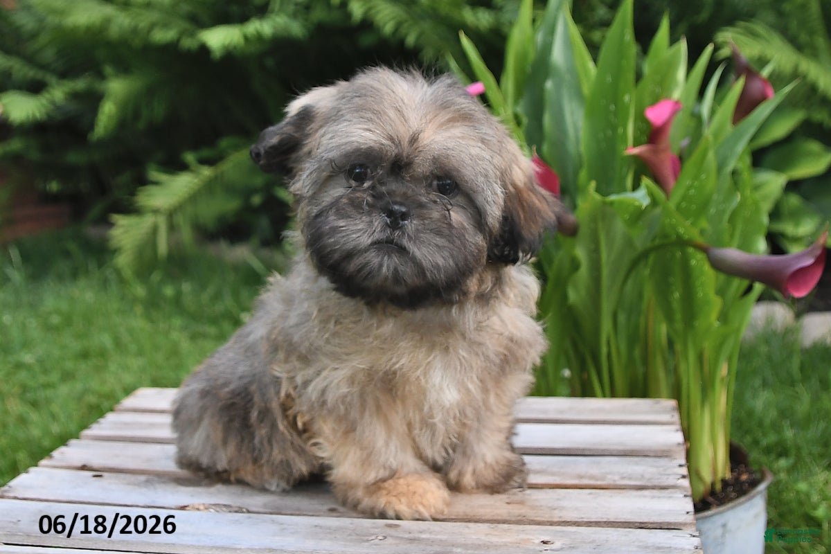 Teddy Bear dogs Carter - Ad 1