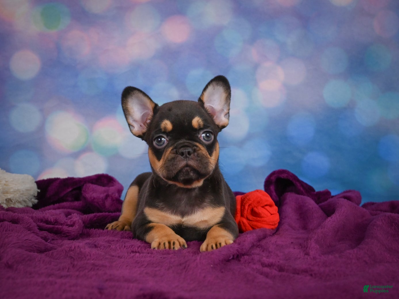 French Bulldog dogs Darla - Ad 1