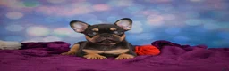 French Bulldog dogs for sale: Darla - Ad 7