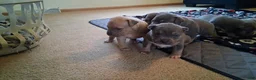 American Bully dogs for sale: American Bully Puppy 5 - Ad 4