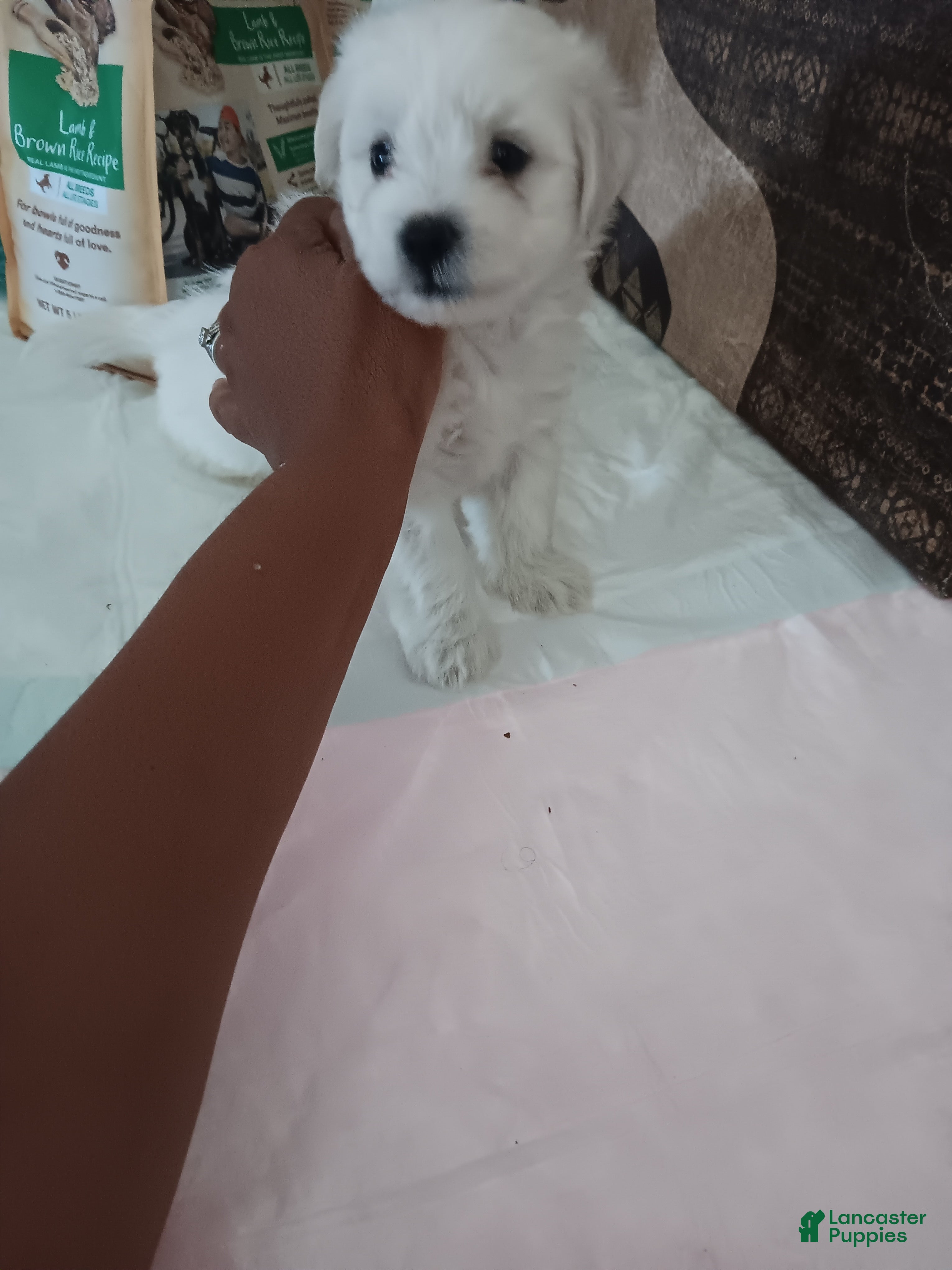 Maltese dogs Maltese 3 - Ad 2