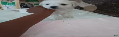Maltese 3