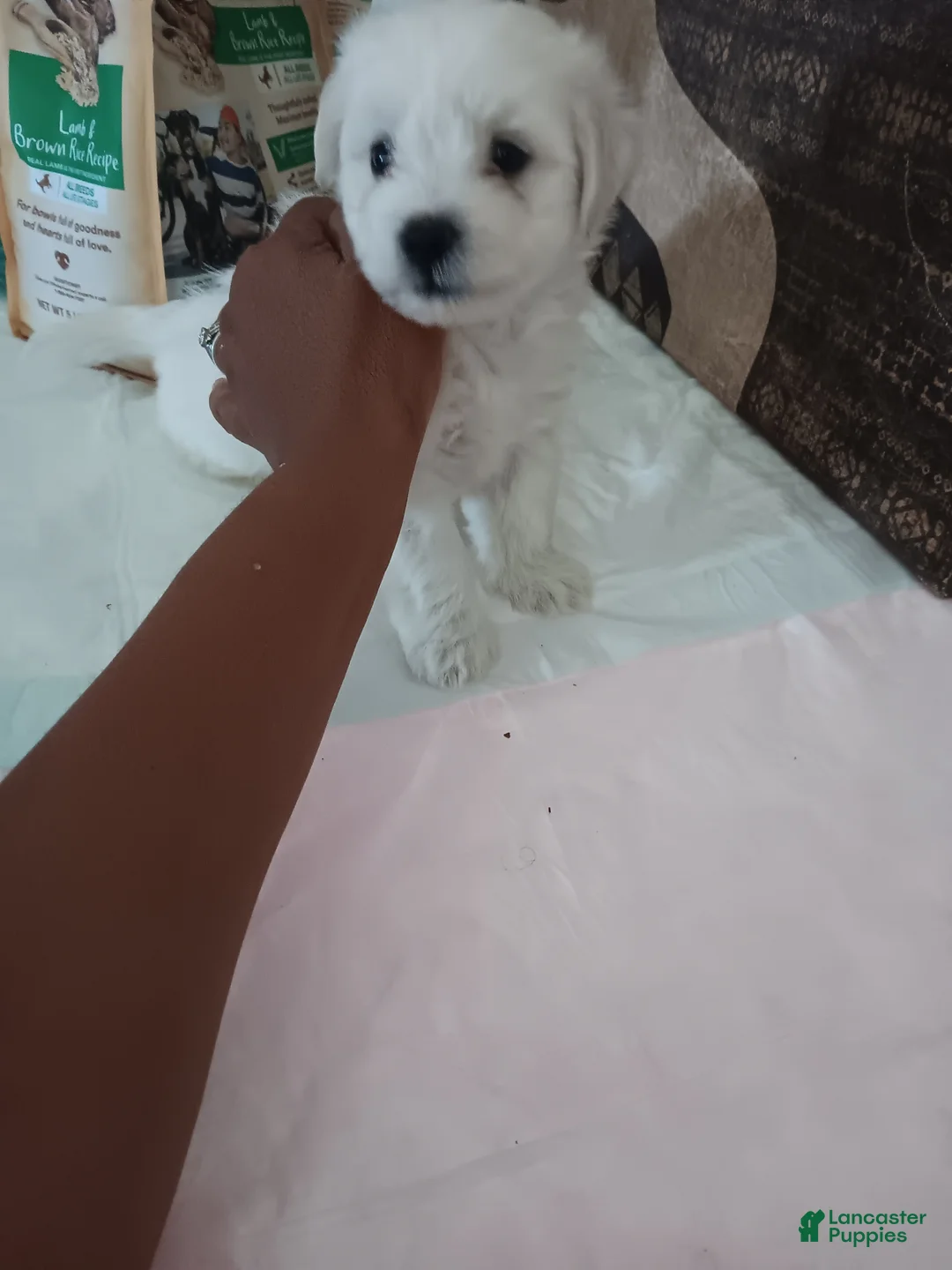 Maltese dogs for sale: Maltese 3 - Ad 1
