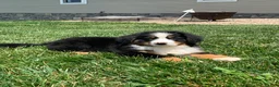 Bernese Mountain Dog dogs for sale: Teddy - Ad 17