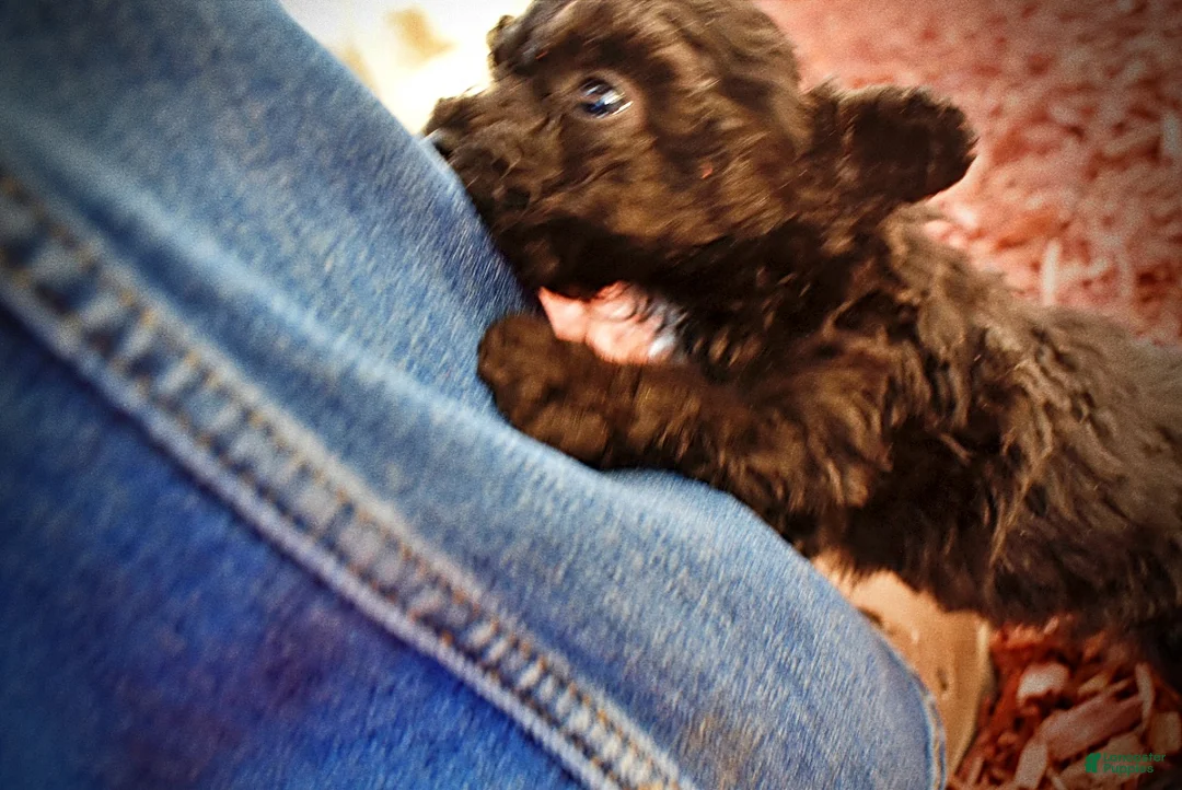 Toy Poodle dogs for sale: Kissy - Ad 14