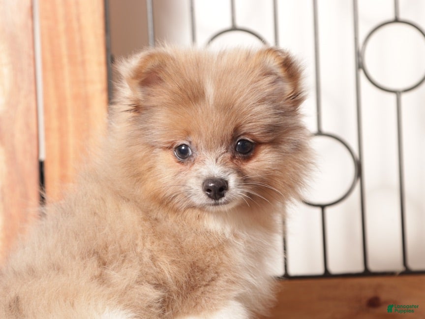 Pomeranian dogs Nick - Male Pomeranian  - Ad 2