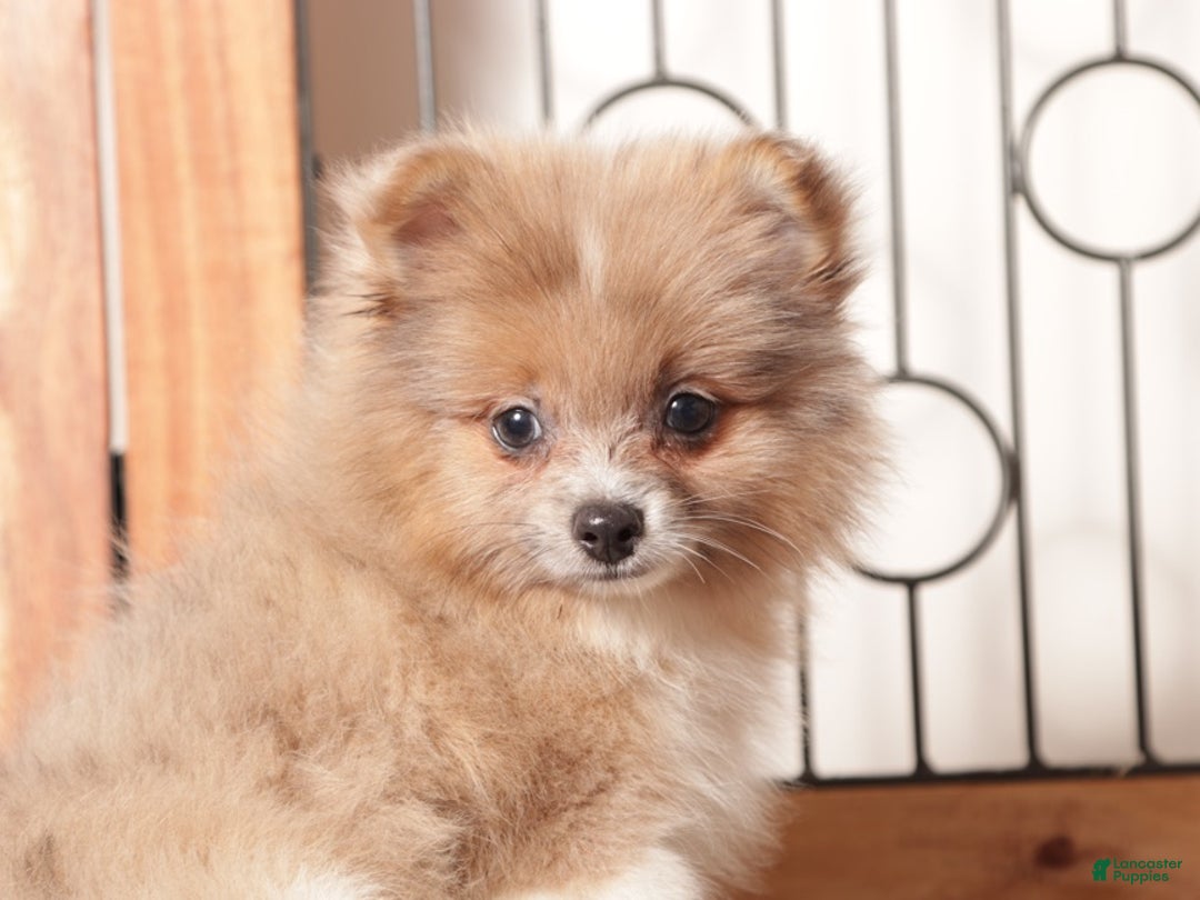 Pomeranian dogs for sale: Nick - Male Pomeranian  - Ad 1