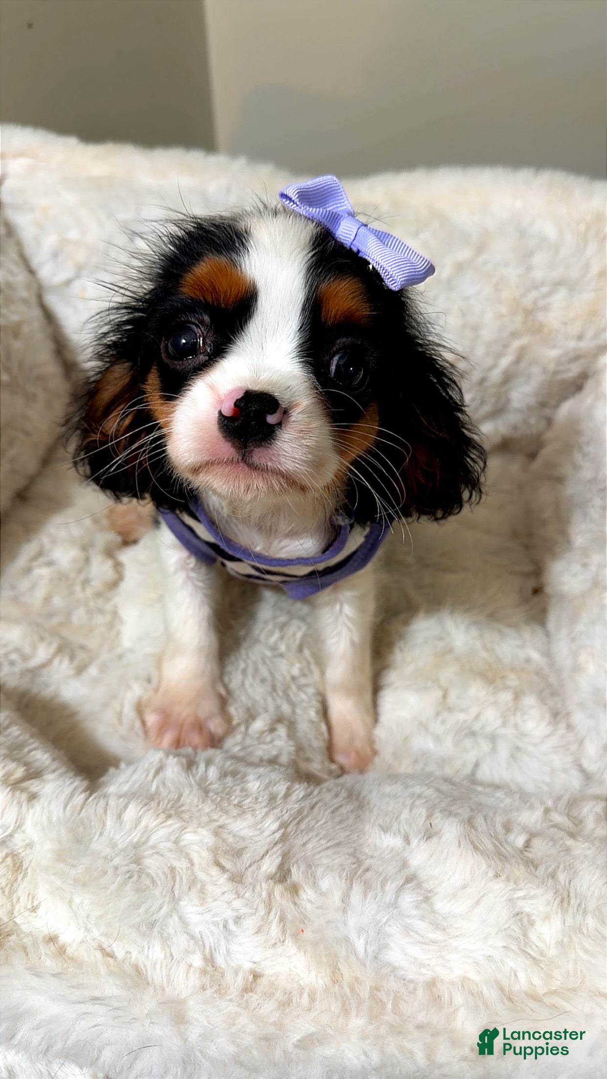 Cavalier King Charles Spaniel dogs Willow  - Ad 24