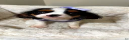Cavalier King Charles Spaniel dogs for sale: Willow  - Ad 1