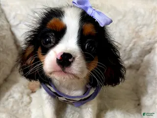 Cavalier King Charles Spaniel dogs Willow - Ad 24