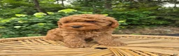 Mini Goldendoodle dogs for sale: Mila - Ad 2