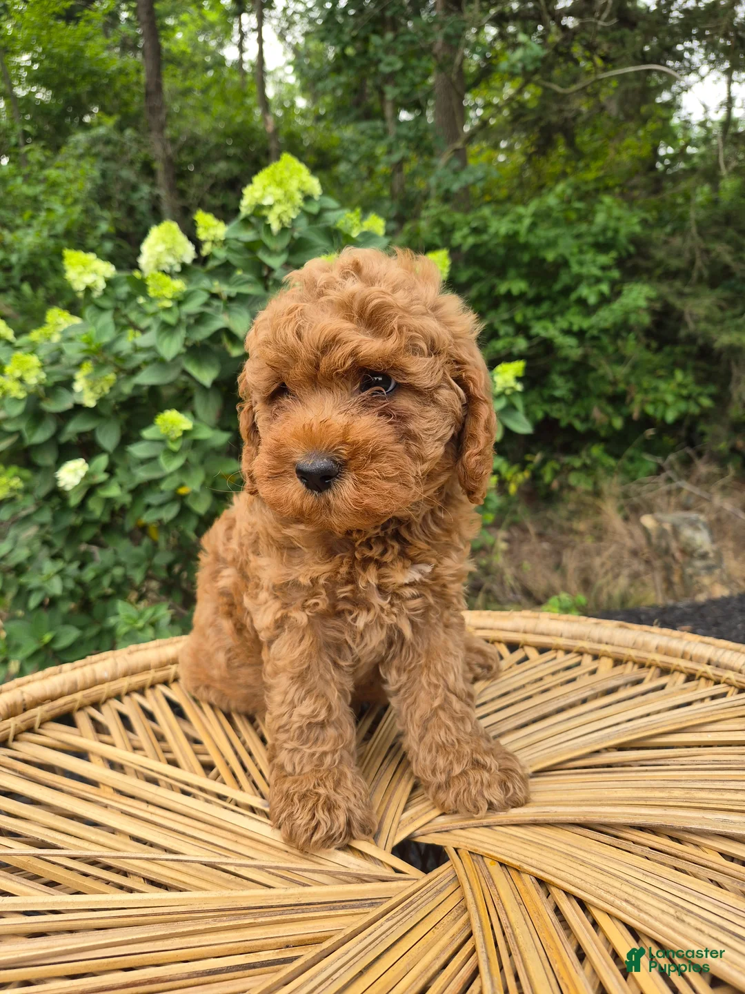 Mini Goldendoodle dogs for sale: Mila - Ad 2