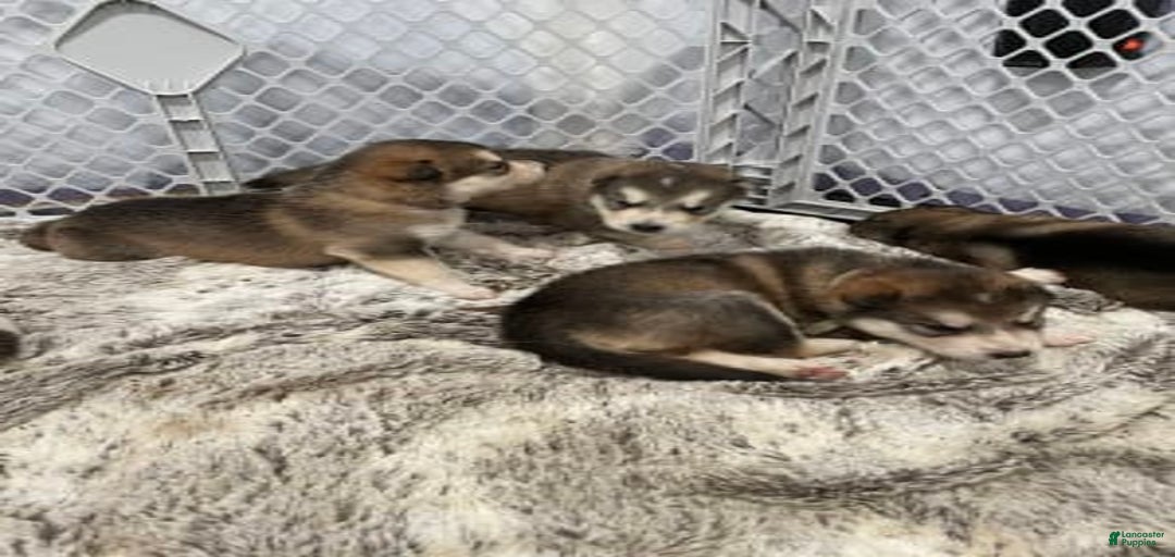 Gallery Image {{count}}