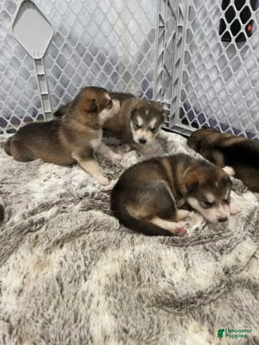 Gallery Image {{count}}