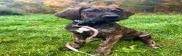 Great Dane dogs for sale: Wanda - Ad 2