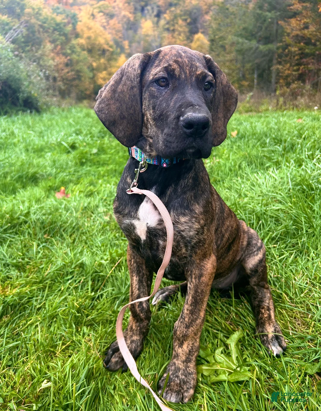 Great Dane dogs for sale: Wanda - Ad 2