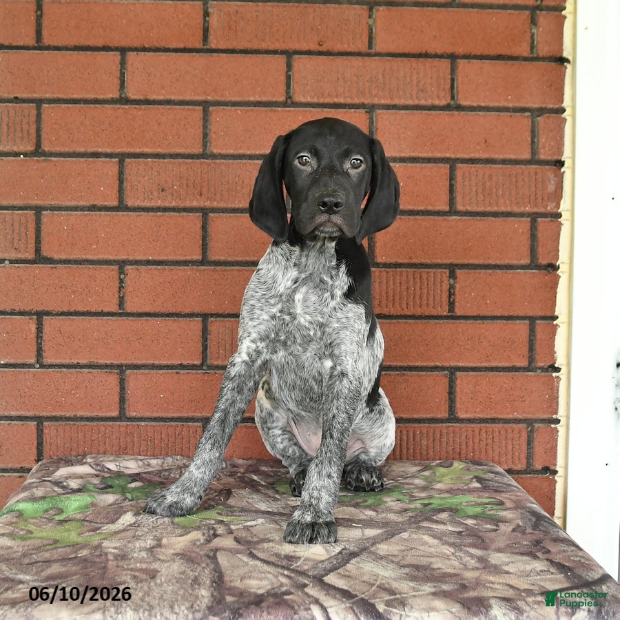 German Shorthaired Pointer dogs Gizmo - Ad 1