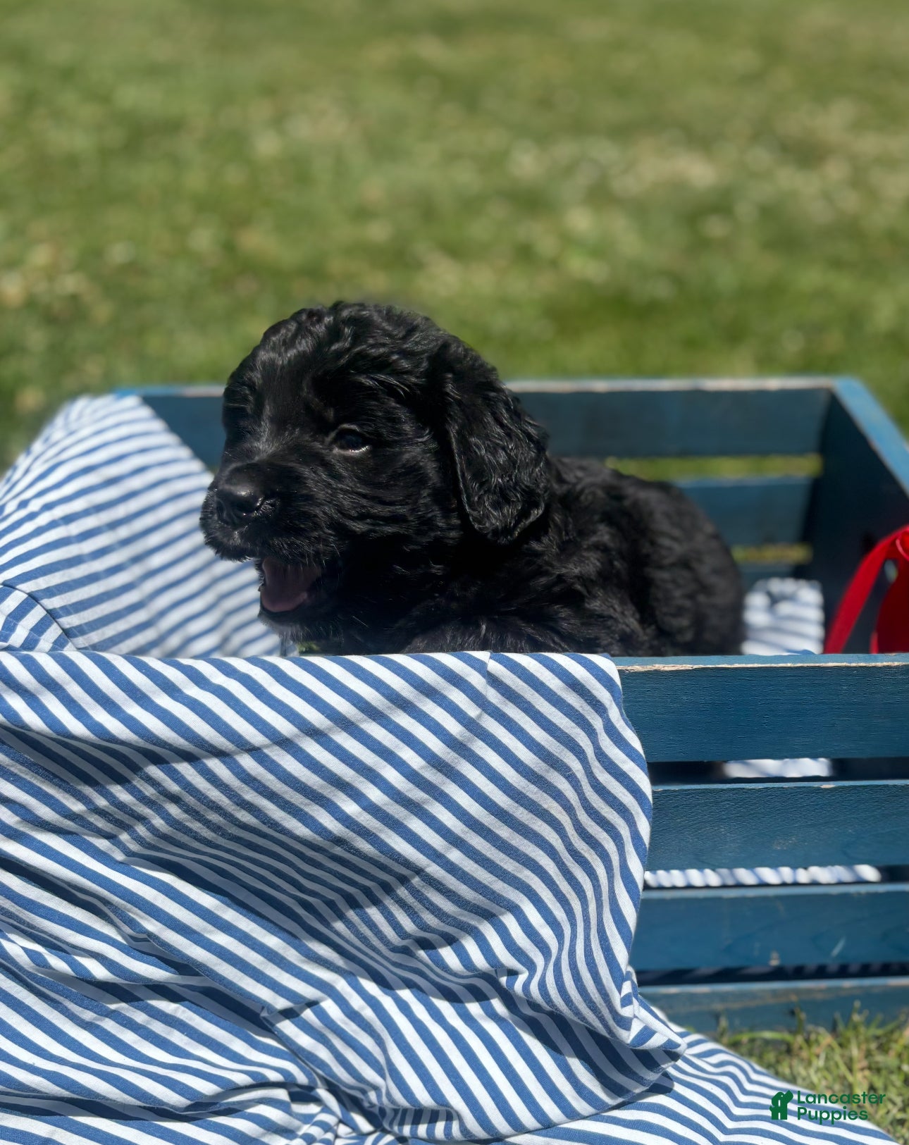 Mixed Breed dogs Midnight - Ad 1