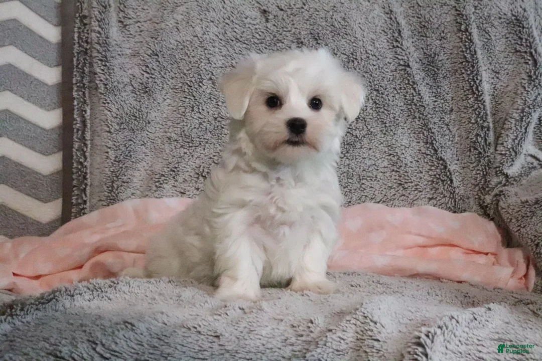 Maltese dogs for sale: Princess - Ad 3