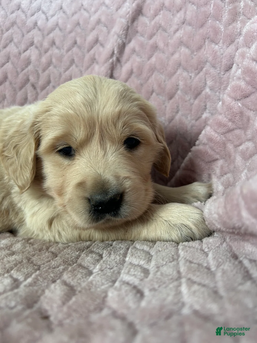 Golden Retriever dogs for sale: Poptart - Ad 3
