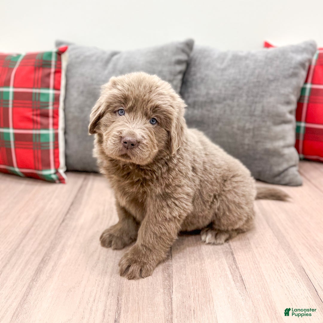 Newfoundland dogs for sale: Aspen - Ad 1