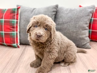 Newfoundland dogs Aspen - Ad 40