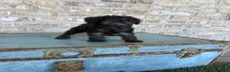 Miniature Labradoodle dogs for sale: Breeze - Ad 4