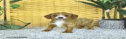 Cavapoo dogs for sale: Daisy - Ad 4