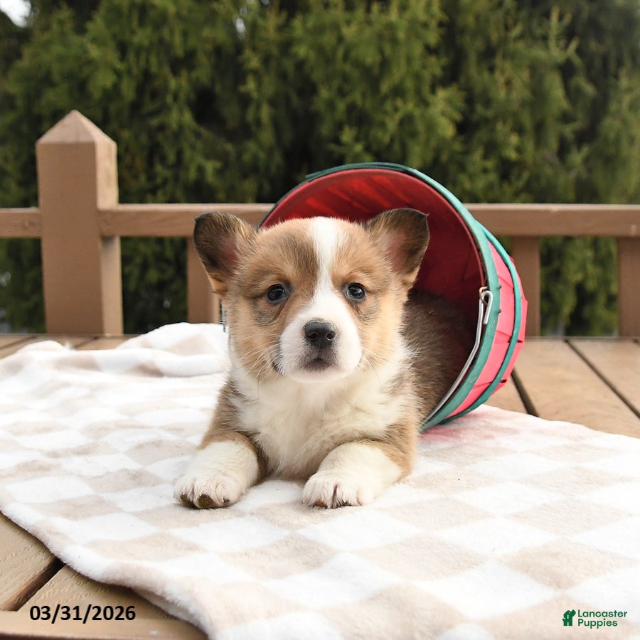 Welsh Corgi Pembroke dogs Sheriff - Ad 1