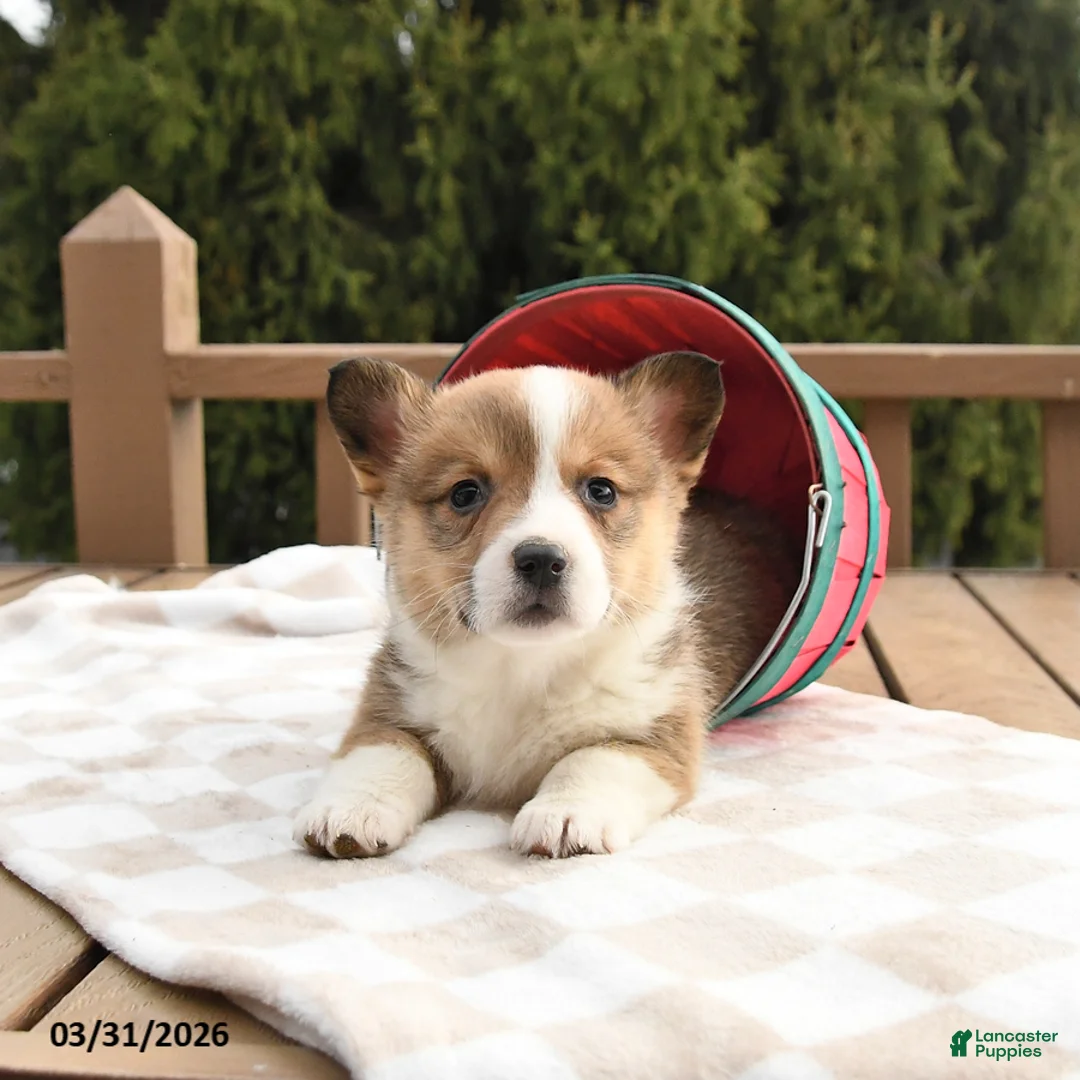 Welsh Corgi Pembroke dogs for sale: Sheriff - Ad 1