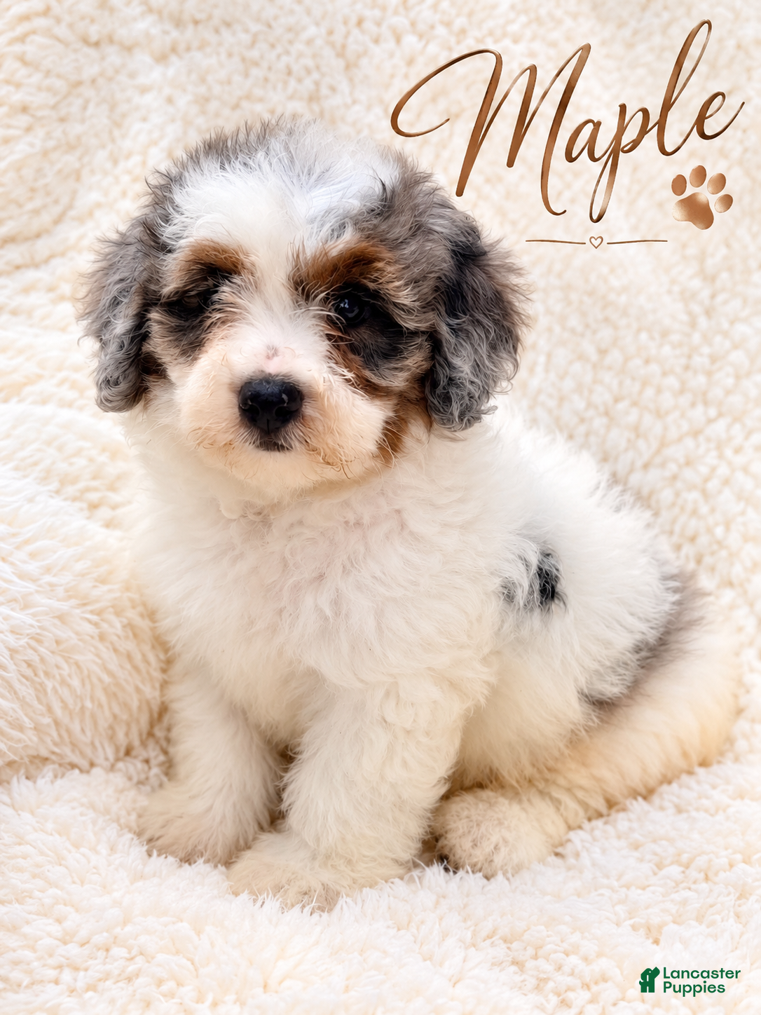 Mini Bernedoodle dogs Maple-Mini Bernedoodle - Ad 16