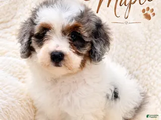 Mini Bernedoodle dogs Maple-Mini Bernedoodle - Ad 16
