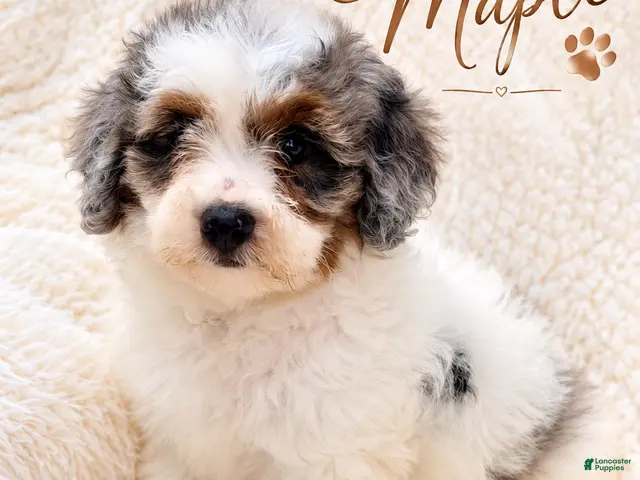 Mini Bernedoodle dogs for sale: Maple-Mini Bernedoodle - Ad 28