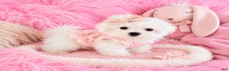 Maltese dogs for sale: Maltese 1 - Ad 1