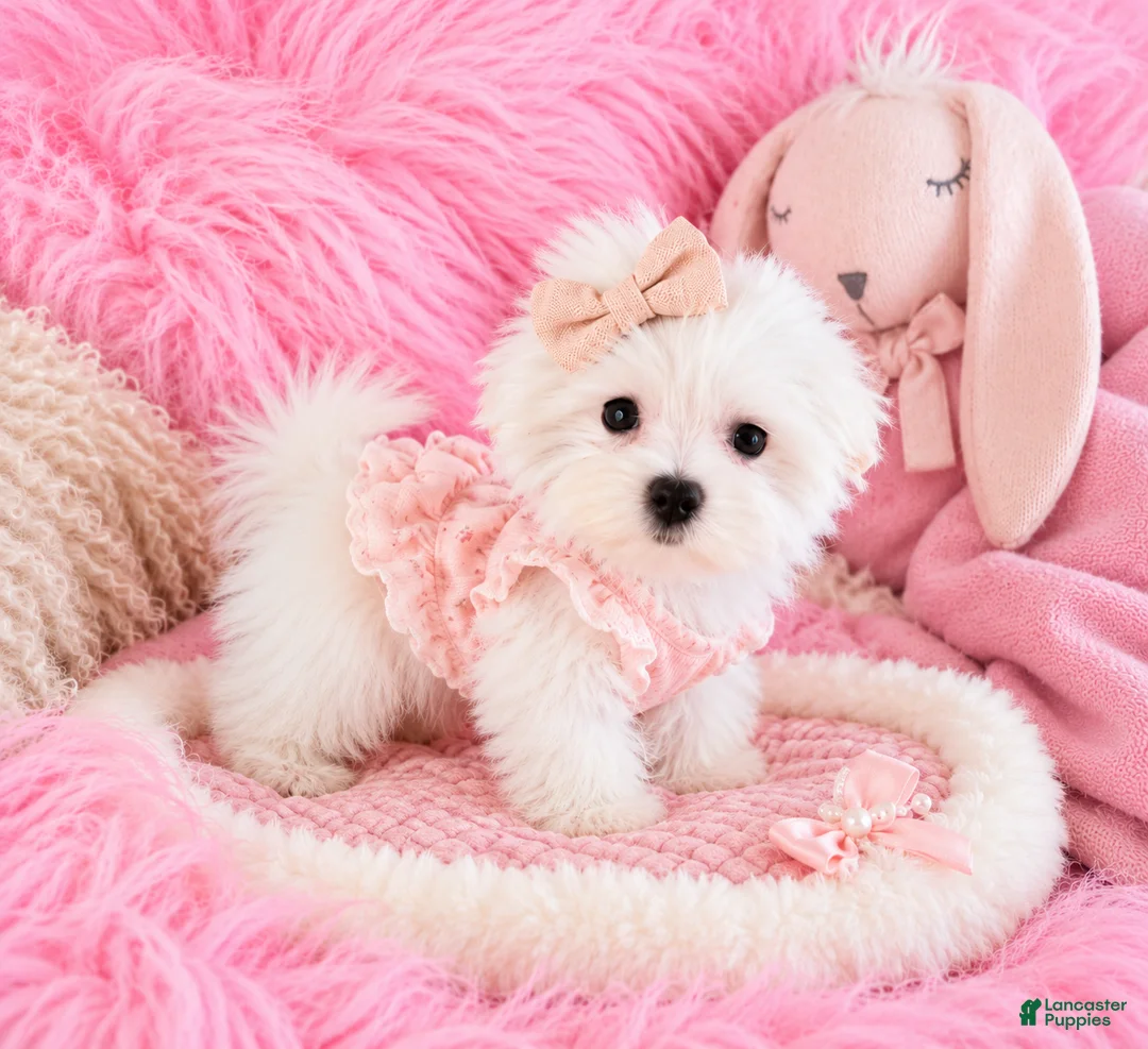 Maltese dogs for sale: Maltese 1 - Ad 1