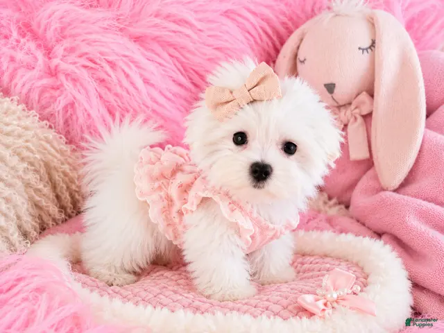 Maltese dogs for sale: Maltese 1 - Ad 1