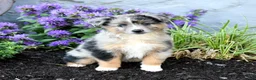 Australian Shepherd dogs for sale: Rhoda - Ad 3